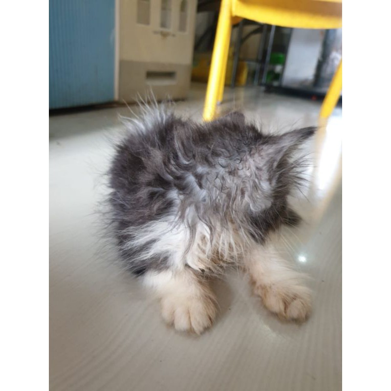 Kucing persia flatnose mix mainecoon, 2.5blnJantan, big bone, sehat