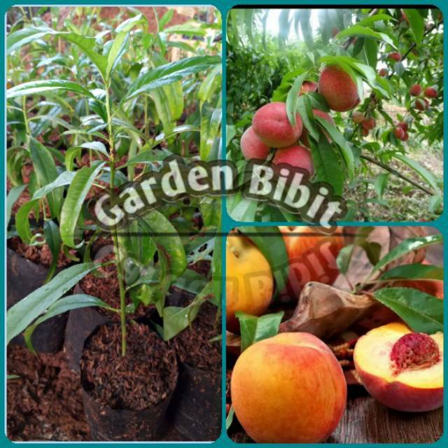 Bibit Buah Persik super original