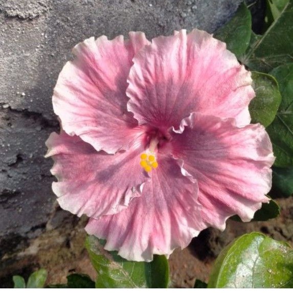 Bibit bunga sepatu warna langka import ungu Lavender tanaman hias langka