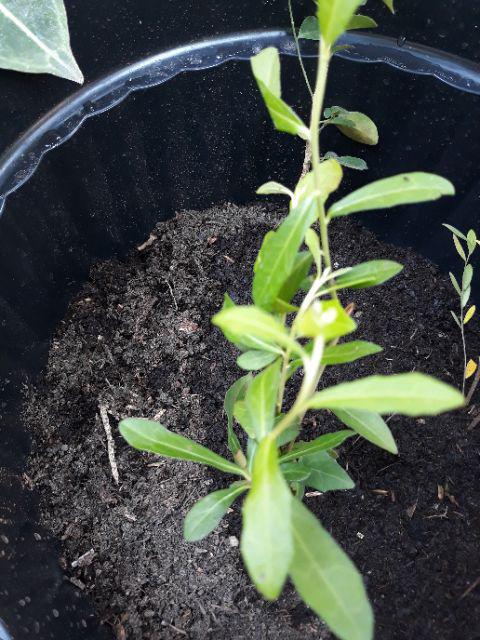 New Produck!! Lee Kwan Yeww - Tanaman Rambat Lee Kwan Yew