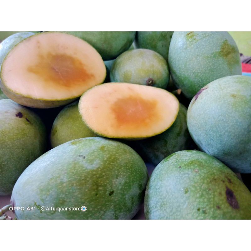 Jual Ready Harga 1kg Isi 3 4 Mangga Madu Manalagi Muda Tua Di Pohon