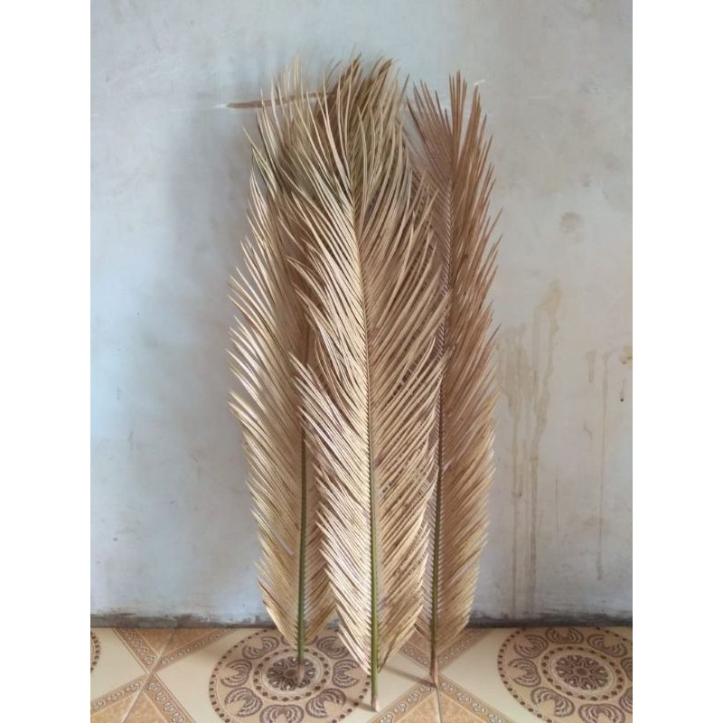 sikas kering/mawar jambe