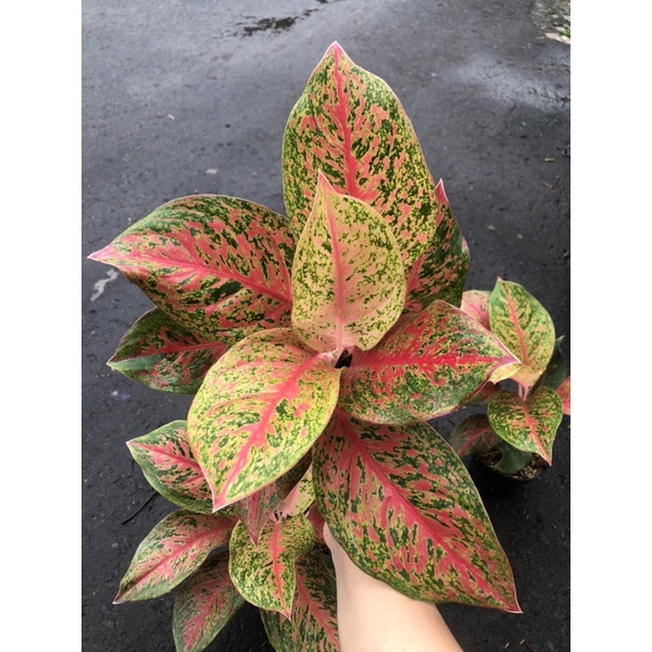 aglaonema red twister