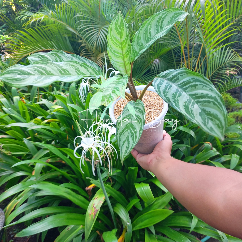 Tanaman Hias Sri Rejeki - Aglonema Crispum Sri Rejeki - Sri Rejeki
