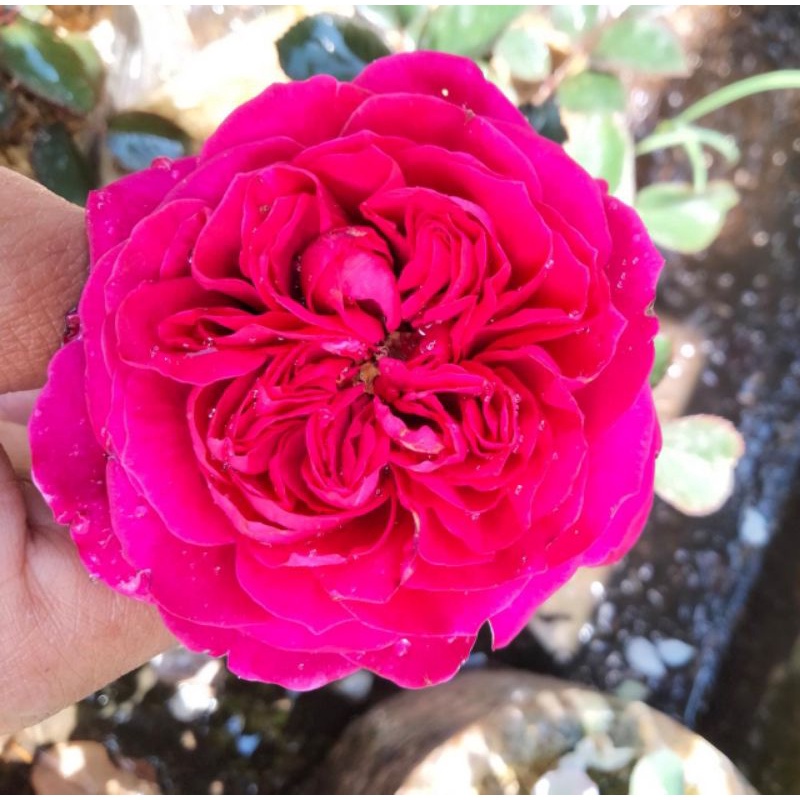 mawar import James park