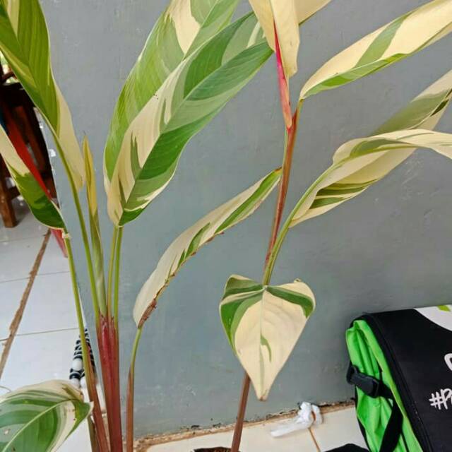 Tanaman Hias Heliconia Varigata - Pisang Pisangan Heliconia /BUNGA HIDUP TANAMAN HIAS HIDUP/BUNGA HI