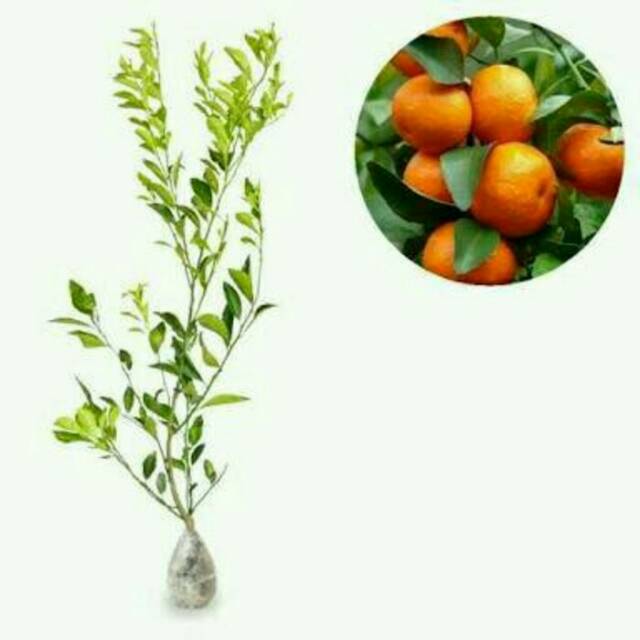 Jeruk keprok siam madu