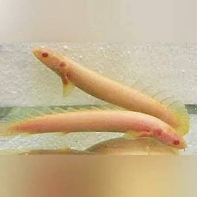 Senegalus Palmas Albino size 4-5 cm