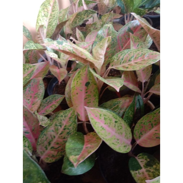 Indukan aglonema bigroy