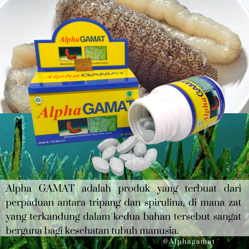 Jual Alpha Gamat Gamat Emas Gamat Spirulina Kapsul Gamat plus