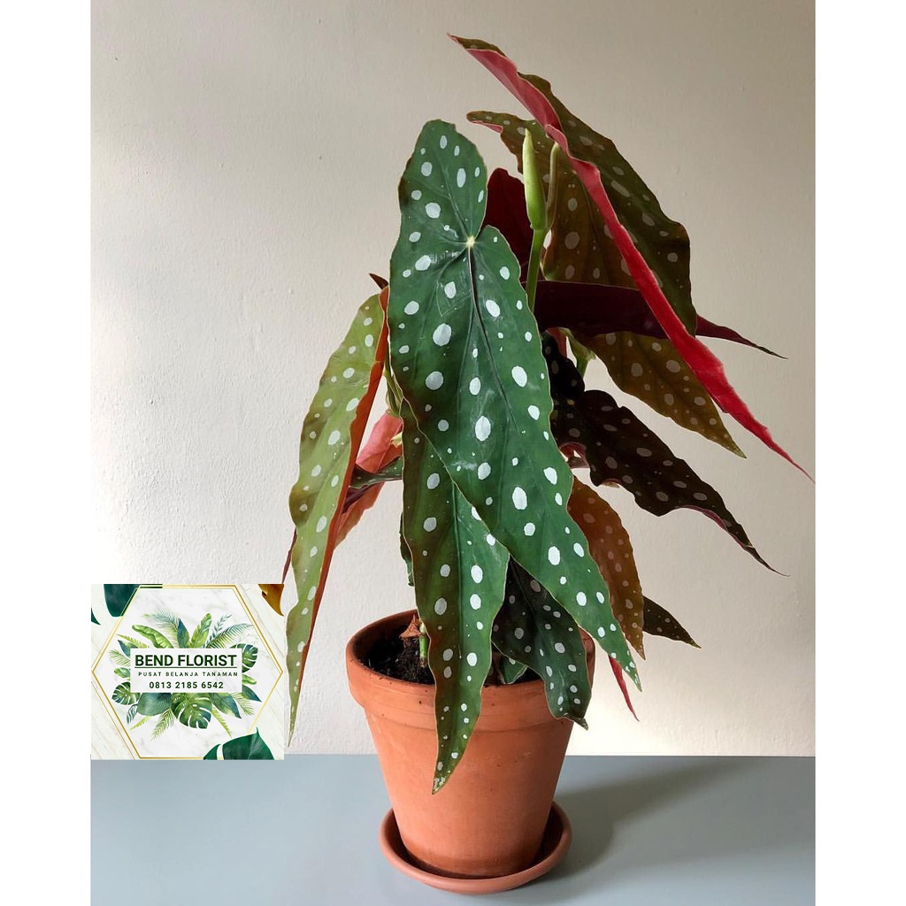tanaman hias begonia polkadot angel wing