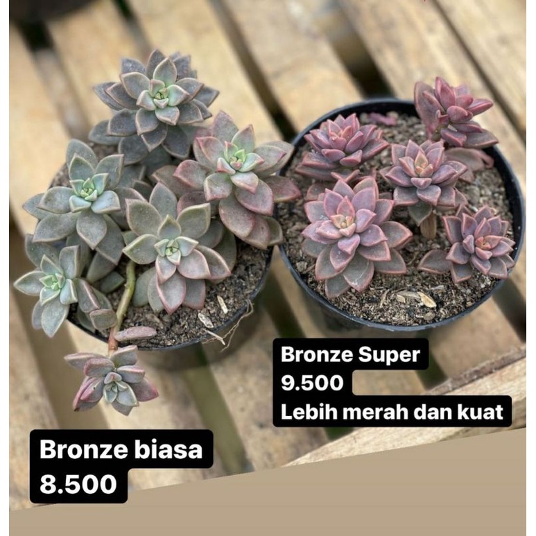 Sukulen Graptopetalum Bronze