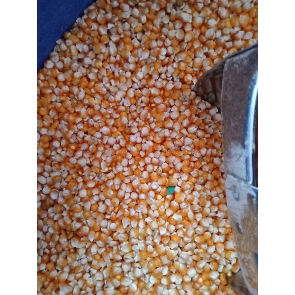 

jagung madura kristal
