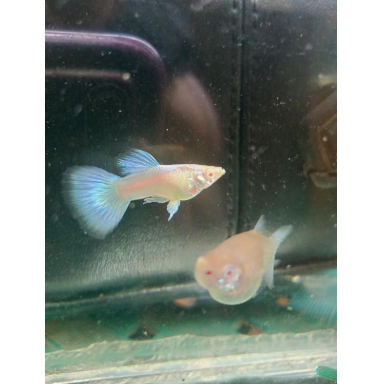 Yz6Code GUPPY Albino blue sky big dorsal / topaz(rekomended)R1P8