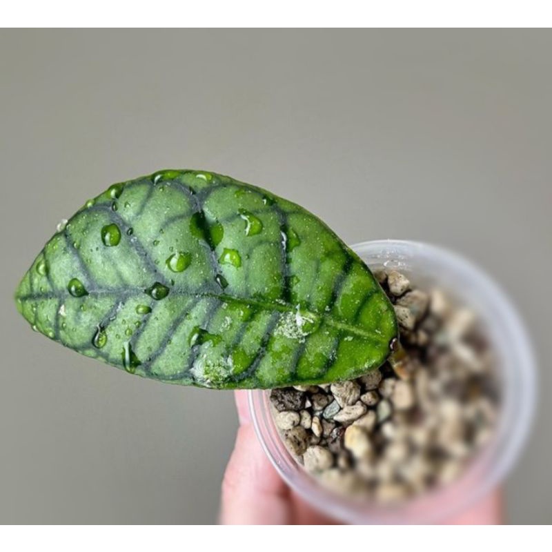 hoyas kellistopylla cutingan1 daun murah