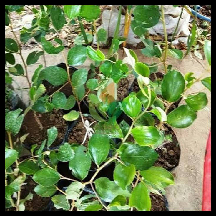 Bibit Tanaman Buah Apel Putsa/Pohon Buah Apel Putsa Siap Berbuah