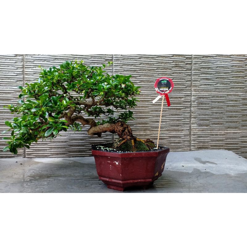 bonsai Hokiantea Bunga kelas jadi