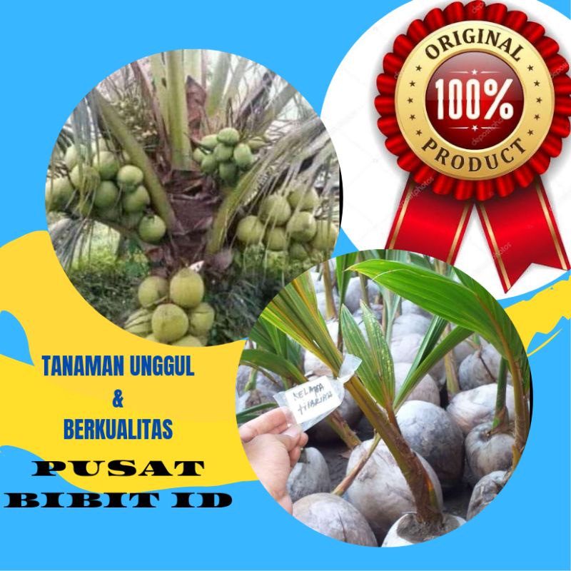 Bibit Kelapa Hibrida Unggul