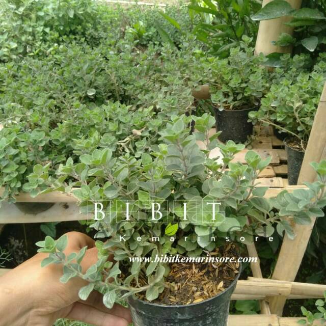 Bibit Tanaman Herbal Oregano Tanaman Oregano untuk Bumbu Dapur Kondisi Rimbun