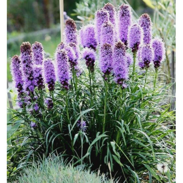 Benih Import Bunga Blazing Stars