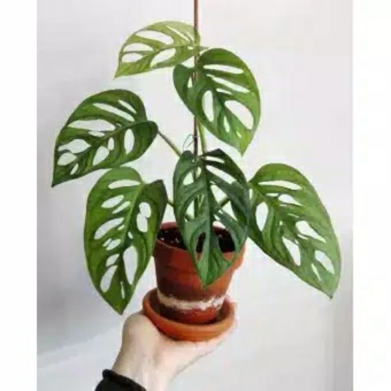 Cutting Janda bolong tanaman hias janda bolong murah