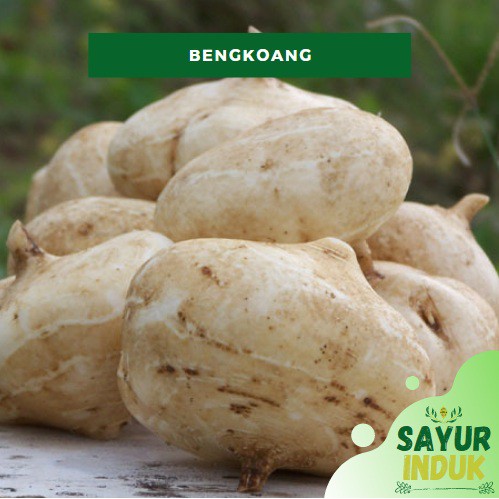 

Sayur Induk - Bengkoang 250 Gram Fresh Grade A