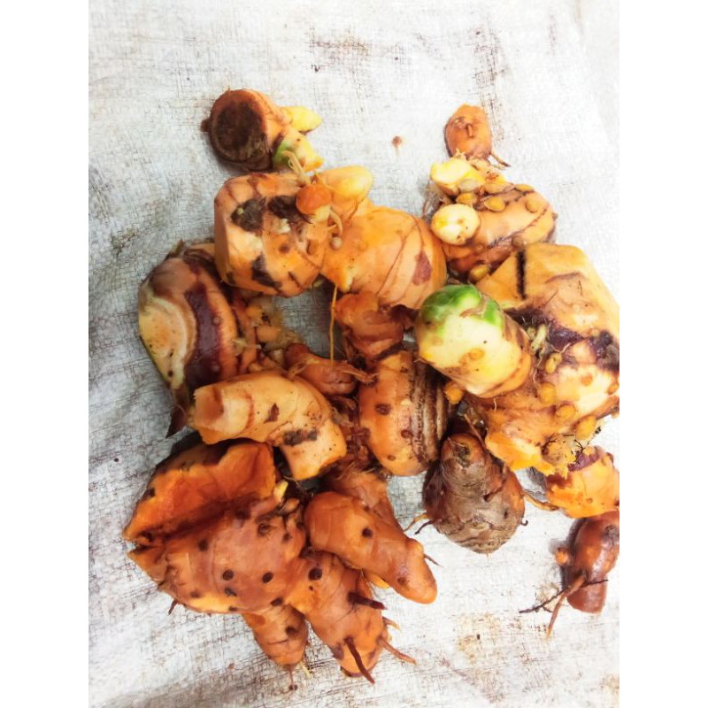 

TEMULAWAK ORGANIK SEGAR 1KG
