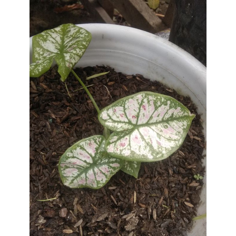 caladium strawberry star