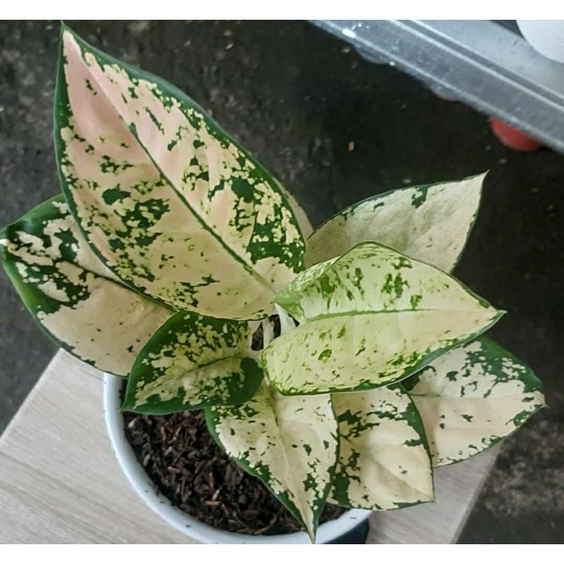 Bongol Aglonema Suksom White