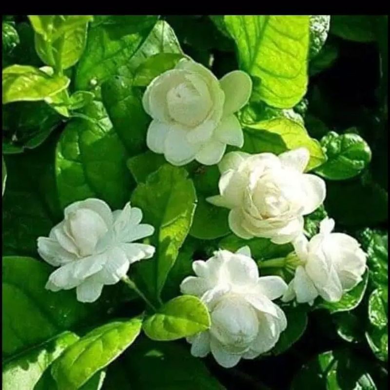 Jivara56 Tanaman Melati Kacapiring