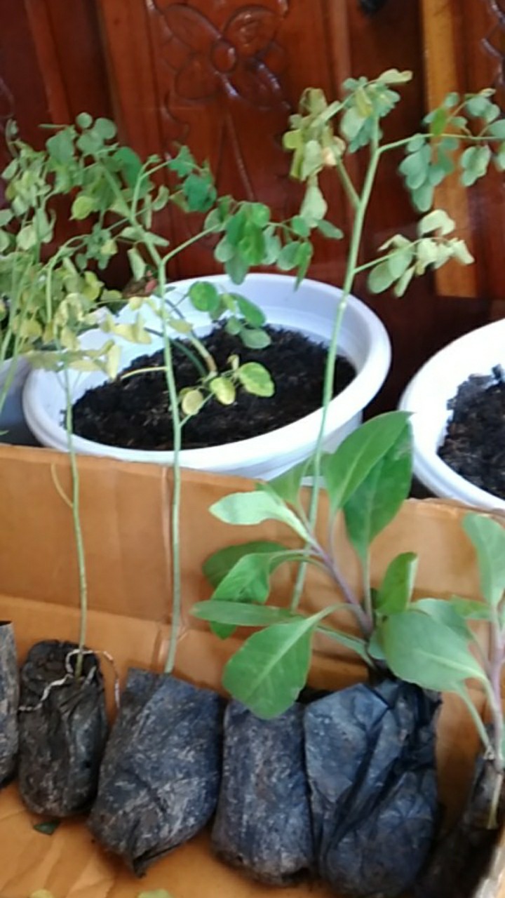 Promo 5 Bibit Daun Kelor Unggul