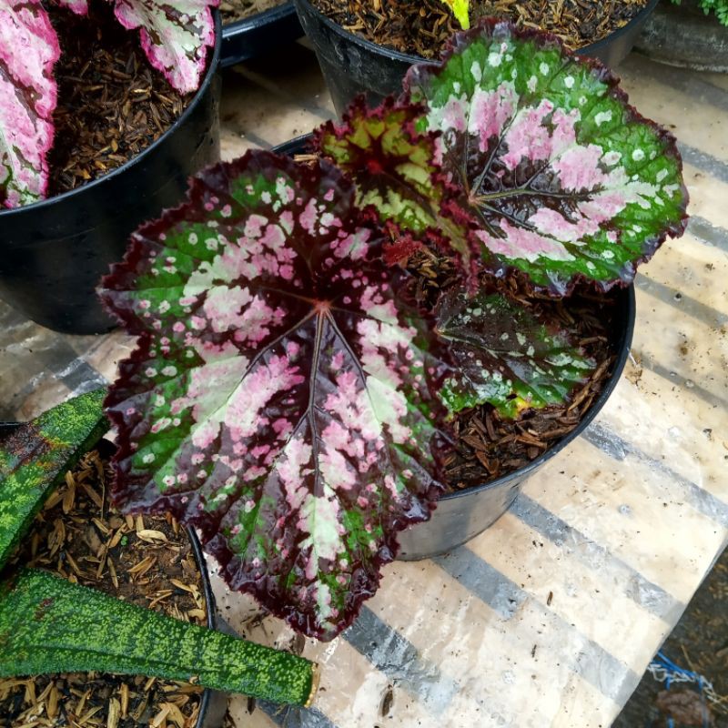 

begonia rex