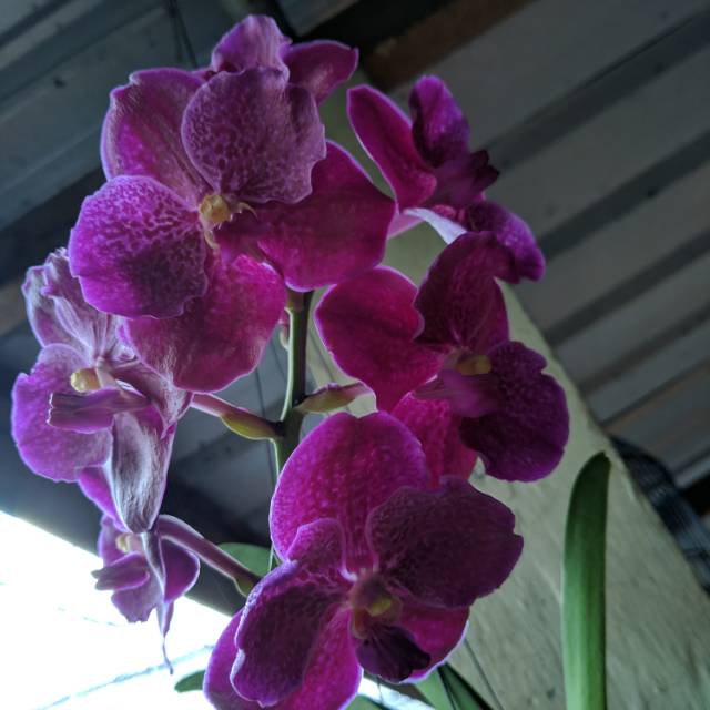 anggrek vanda dewasa bunga ungu