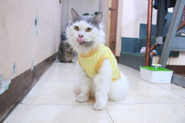 Kaos kuning untuk kucing &amp; anjing /Jual Baju Kucing Terlengkap &amp; Berkualitas size S-XL