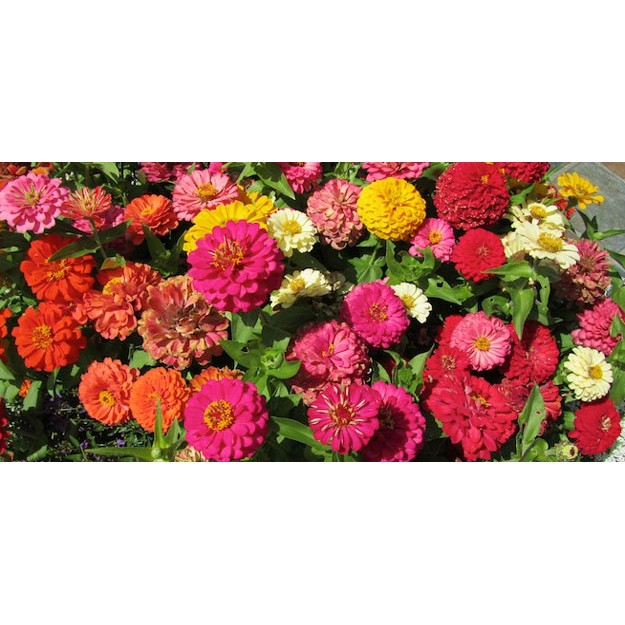 Benih-Bibit Bunga Zinnia California Giant Mix (Haira Seed)