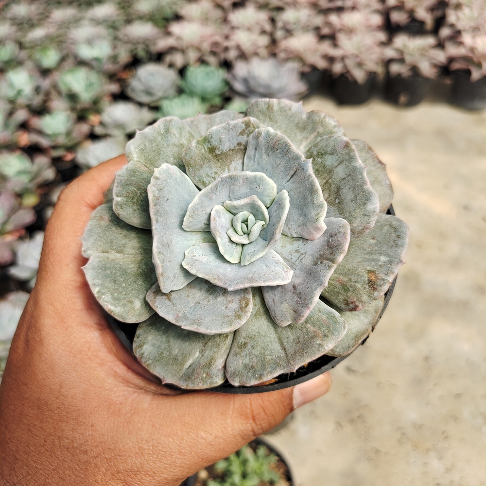 Kaktus Sukulen | 342. Echeveria Lilacina Giant Hybrid