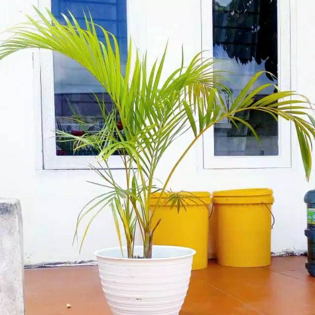 Tanaman pohon palem kuning - pohon palm kuning - palem kuning