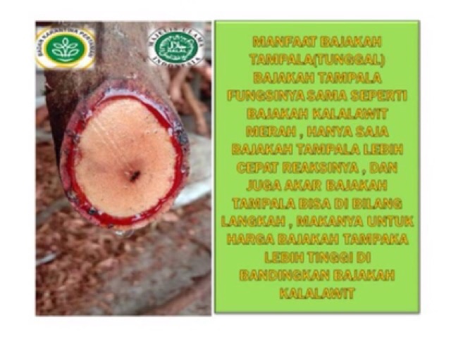 TEH CELUP AKAR BAJAKAH TAMPALA 25PCS herbal obat kanker dan tumor teh bajakah siap seduh nablfashion