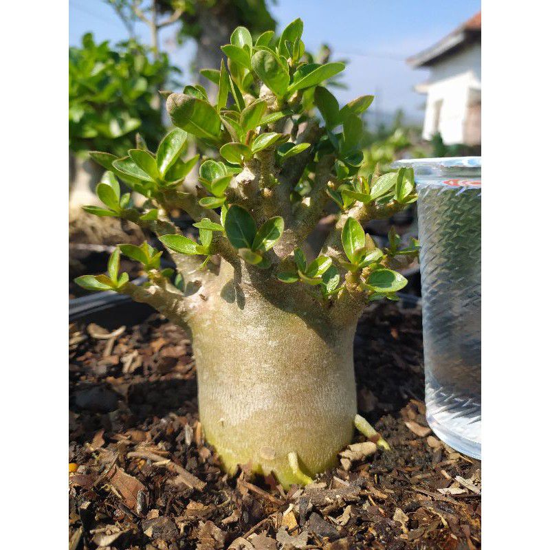 ADENIUM MKMK X YELLOW)X BLACK SKIN