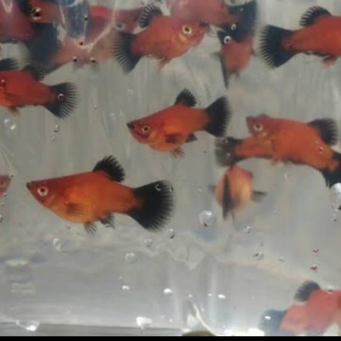 

Black sedo/Aquascape/ikan hias 4 ekor