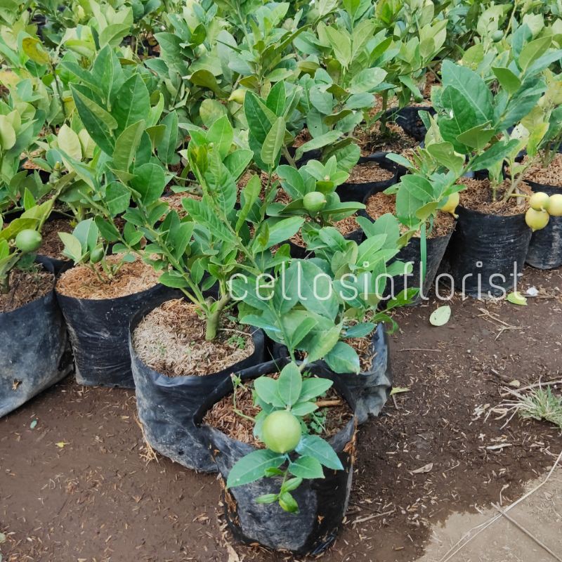 Bibit Tanaman Buah Jeruk Lemon Jumbo (Sudah Berbuah)-8