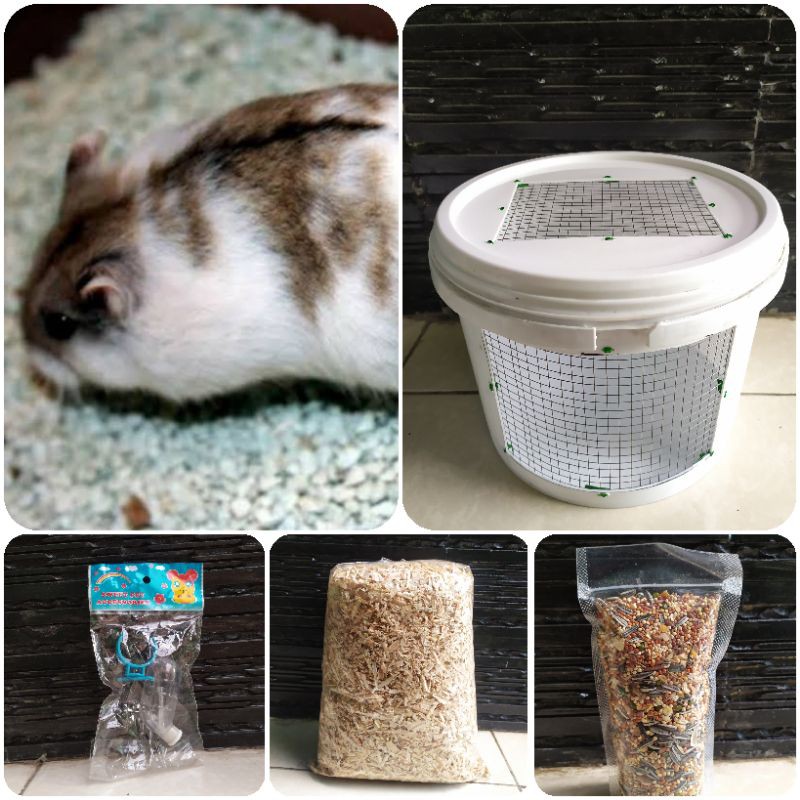 OJEK ONLY | Paket sepasang hamster campbell dominan
