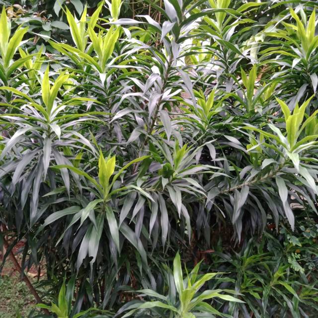 

Daun suji segar