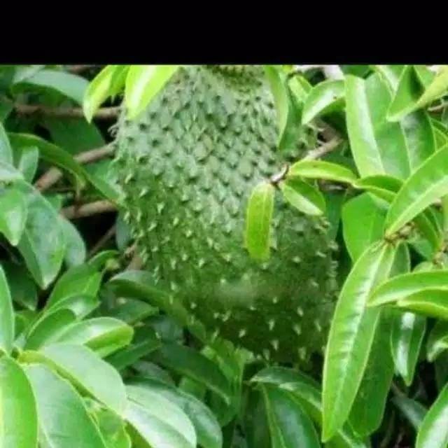 

Daun herbal sirsak segar 250gr