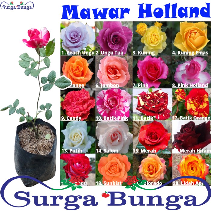  bunga  Mawar holland  berbunga tanaman rose  Shopee Indonesia