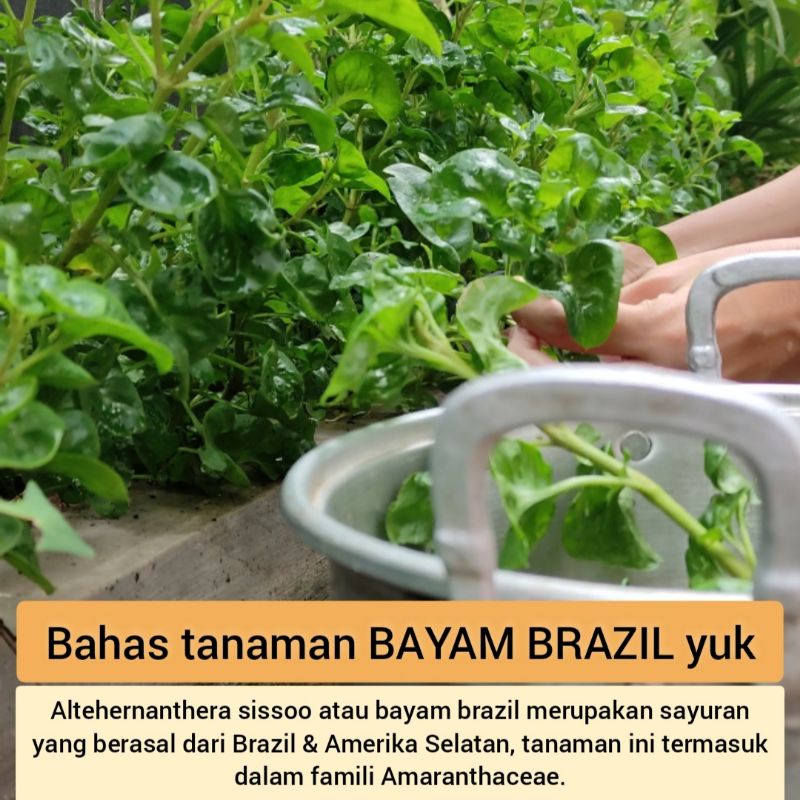 Tanaman/Bibit Bayam Brazil (Segar)
