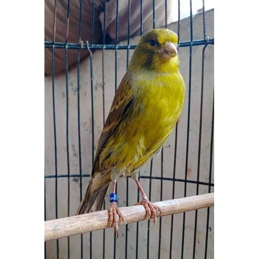 burung kenari ijo botol bahan tinggal nunggu gacor