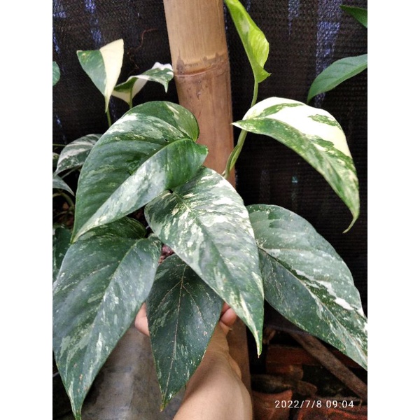 epipremnum pinnatum varigata