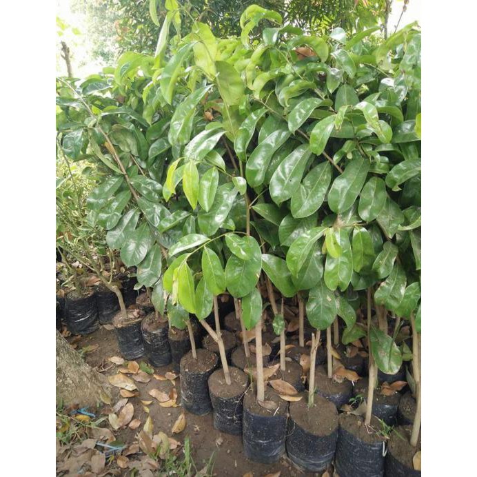 DISKON BIBIT BUAH SIRSAT RATU UNGGULAN