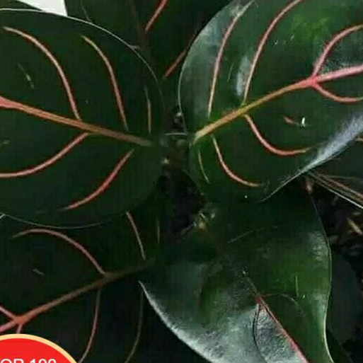 Tanaman hias aglonema rotundum tiger#aglonema rotundum tiger